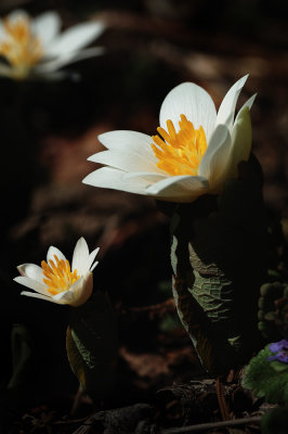BloodRoot 3.jpg