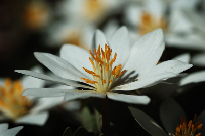 BloodRoot 5.jpg