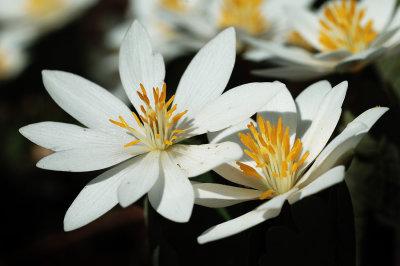 BloodRoot 6.jpg