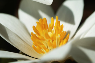 BloodRoot 7.jpg
