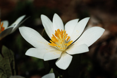 bloodroot