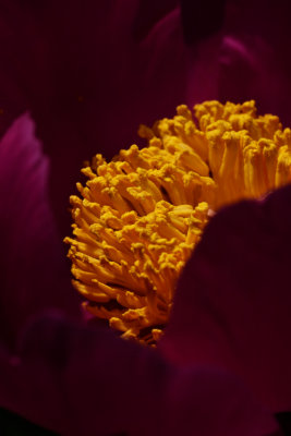 Peony_pollen_0090.jpg