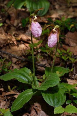 D72_0246_013_2.jpg