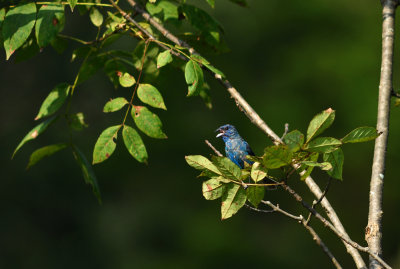 Indigo_Bunting1.jpg