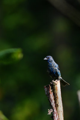 Indigo_Bunting_3.jpg