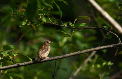 Indigo_Bunting_4.jpg