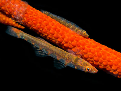 Wire Coral Gobies