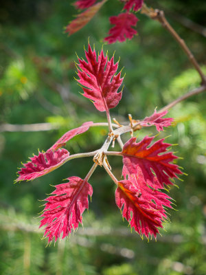Oak Leaves
