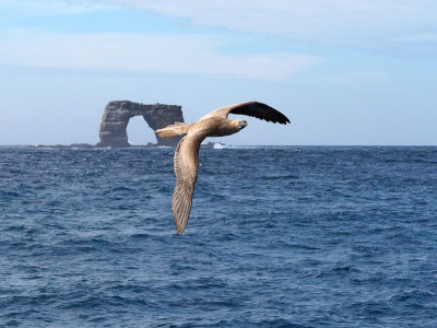 Booby at Darwin Arch