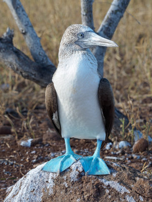 Blue-Footed Booby
