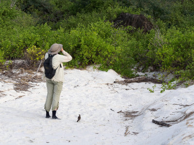 Searching for the elusive Galapagos mockingbird