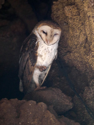 Barn Owl