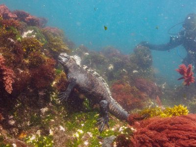 Marine Iguana