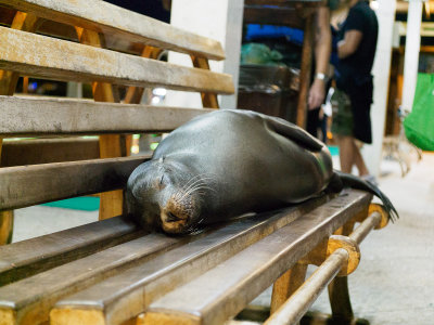 Sea Lion Resting