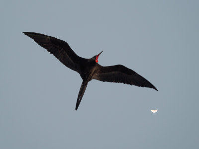 Frigatebird at Dusk