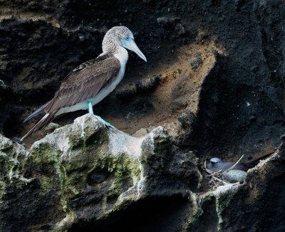 Blue-Footed Booby and Brown Noddy Tern