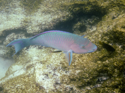Blue-Chinned Parrotfish