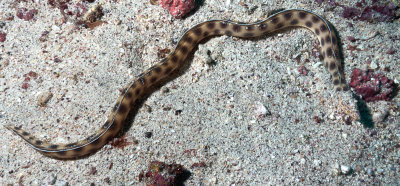 Snake Eel