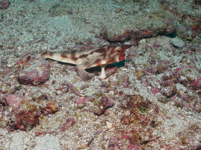 Red-Lipped Batfish