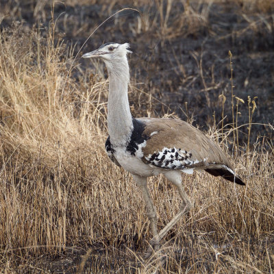 Kori Bustard