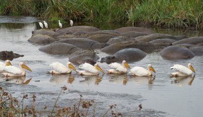 Pelicans, hippos, and egrets