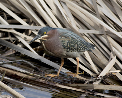 Green Heron