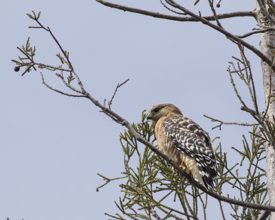 Cooper's Hawk