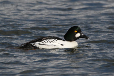 Common Goldeneye