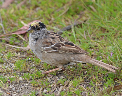 Golden-Crowned Sparrow