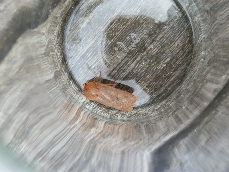 Chestnut
