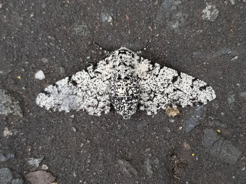 Peppered Moth
