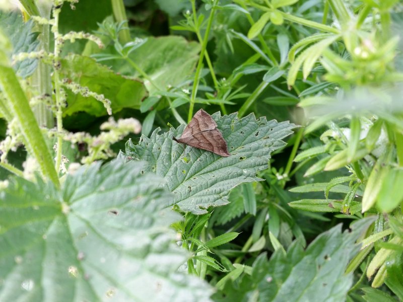 Snout Moth