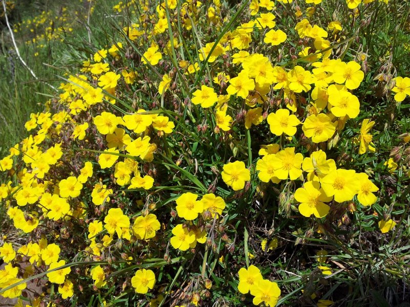 Common Rockrose