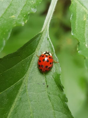 Schonbrunn