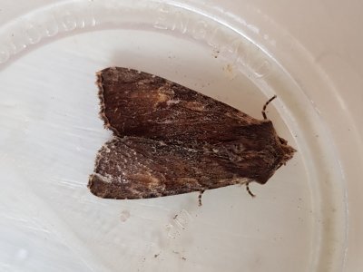 Clouded-bordered brindle