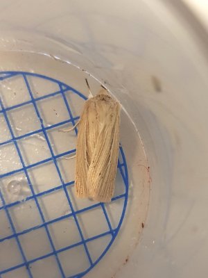 Smoky Wainscot 2