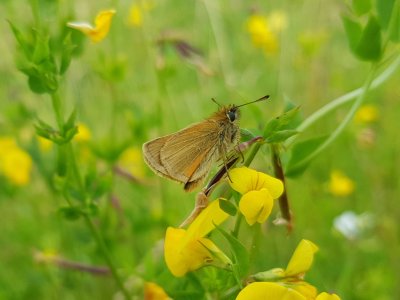 Small Skipper