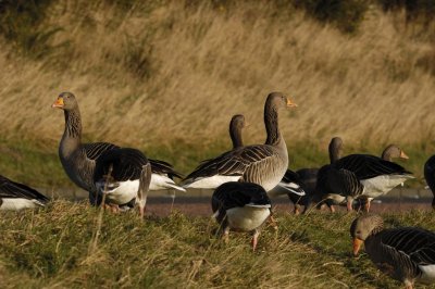 Greylag Goose