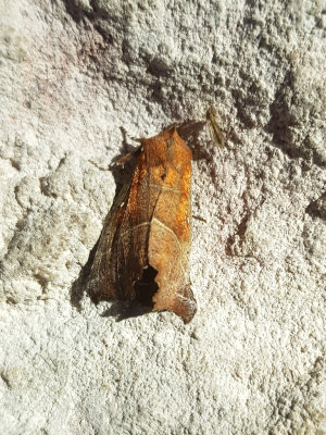 Herald Moth