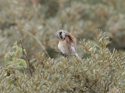 Grauwe Klauwier - Lanius collurio -  Red-backed Shrike