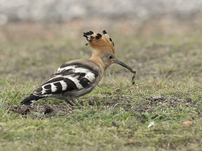 Upupa epops - Hop - Eurasian Hoopoe