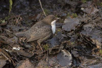 Cinclus cinclus - Waterspreeuw - White-throated Dipper