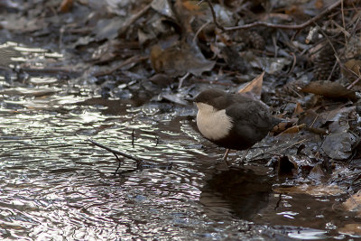 Cinclus cinclus - Waterspreeuw - White-throated Dipper