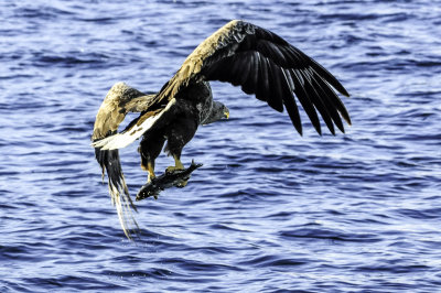 Havrn  / White-tailed Eagle