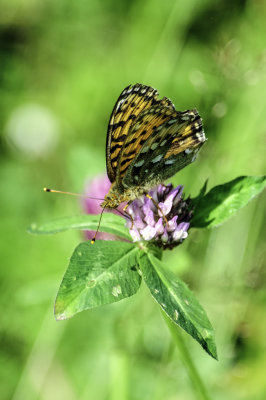 butterfly