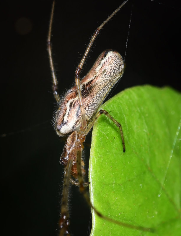 Long-jawed Orbweaver. Tetragnatha sp