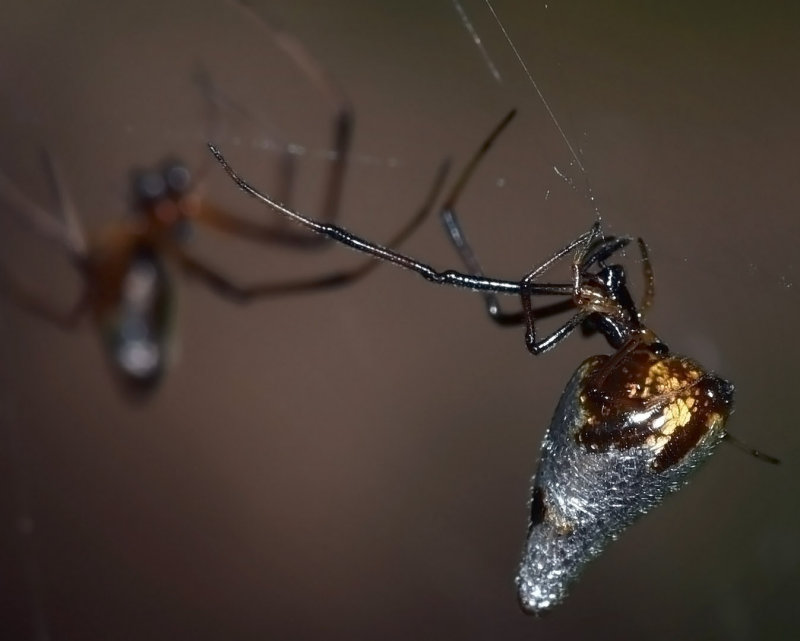 Dewdrop Spiders, m&f