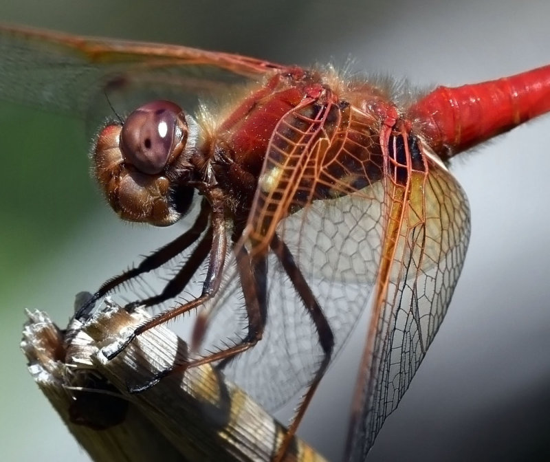 Cardinal Meadowhawk, male