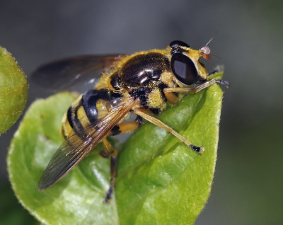 Syrphid Fly, Blera humeralis