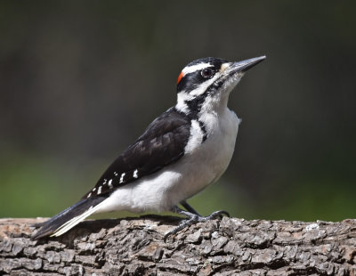 Hairy Woodpecker, male